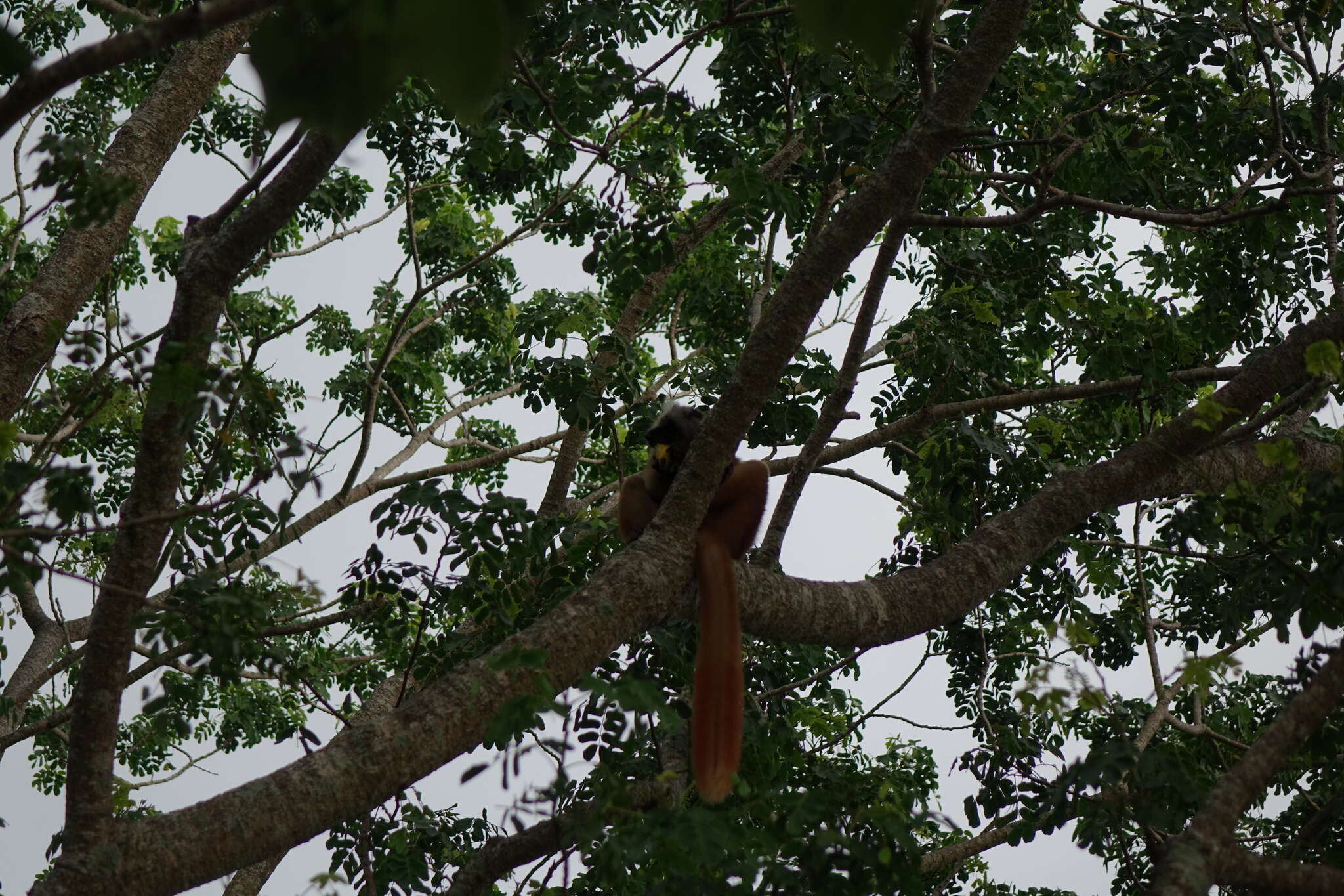 Image of Black Lemur