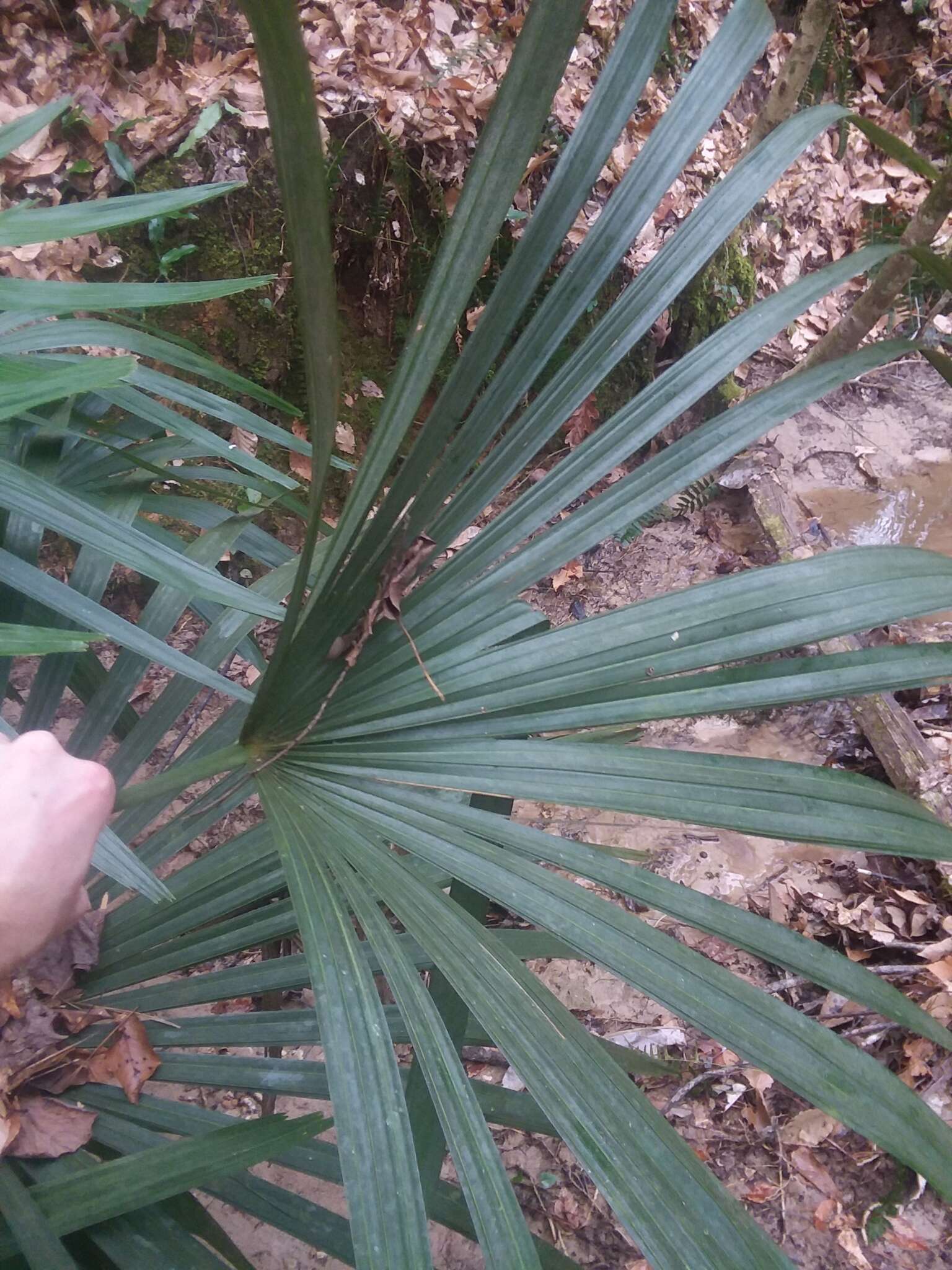 Image of rhapidophyllum