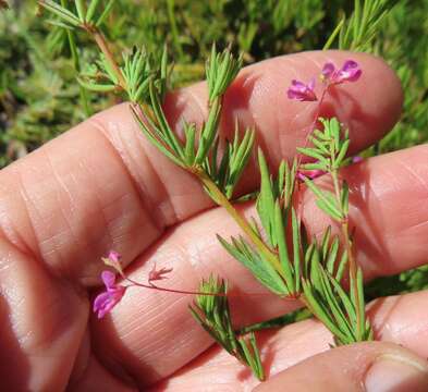 Indigofera filicaulis Eckl. & Zeyh.的圖片