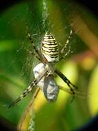 Image of Barbary Spider