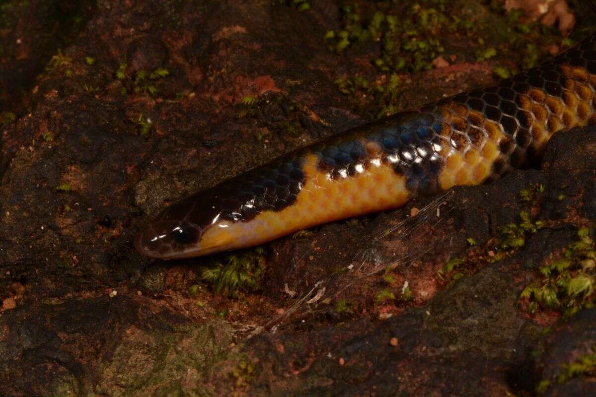 Image of Bombay Earth Snake