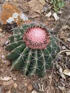 Image of Melocactus bellavistensis subsp. bellavistensis