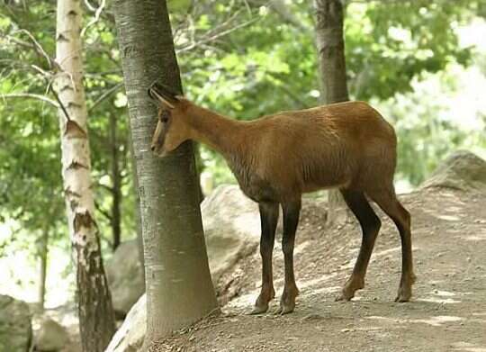 Image of chamois