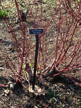 Imagem de Cornus sericea L.