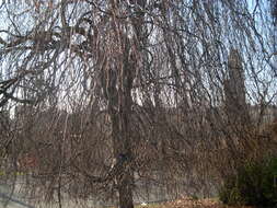 Image of Fagus sylvatica f. pendula