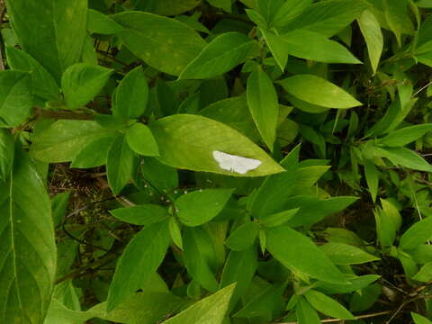 صورة Ptychamalia perlata Warren 1900