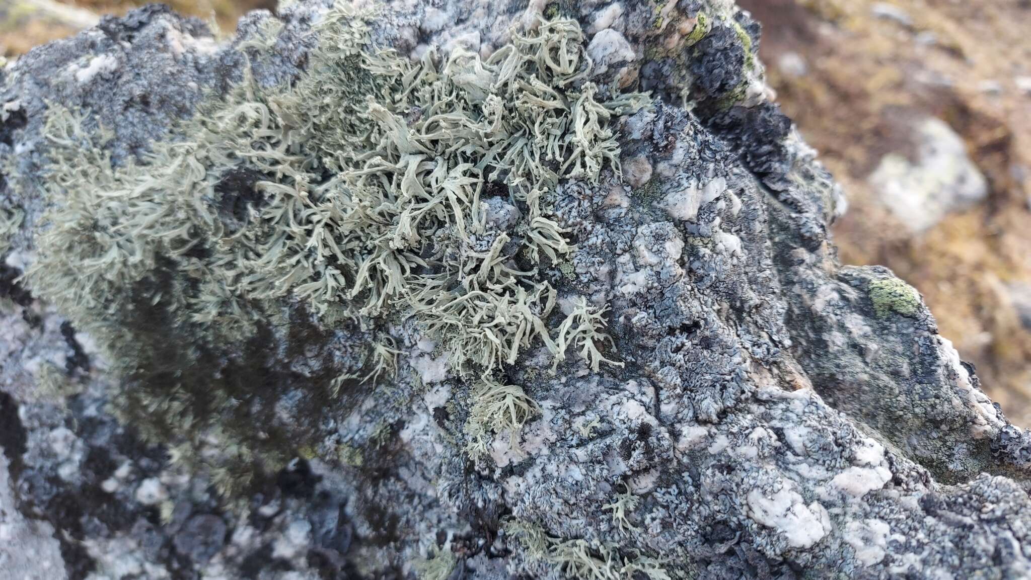 Image of Ramalina capitata (Ach.) Nyl.