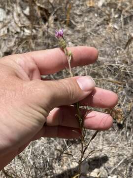 Image of branched blazing star