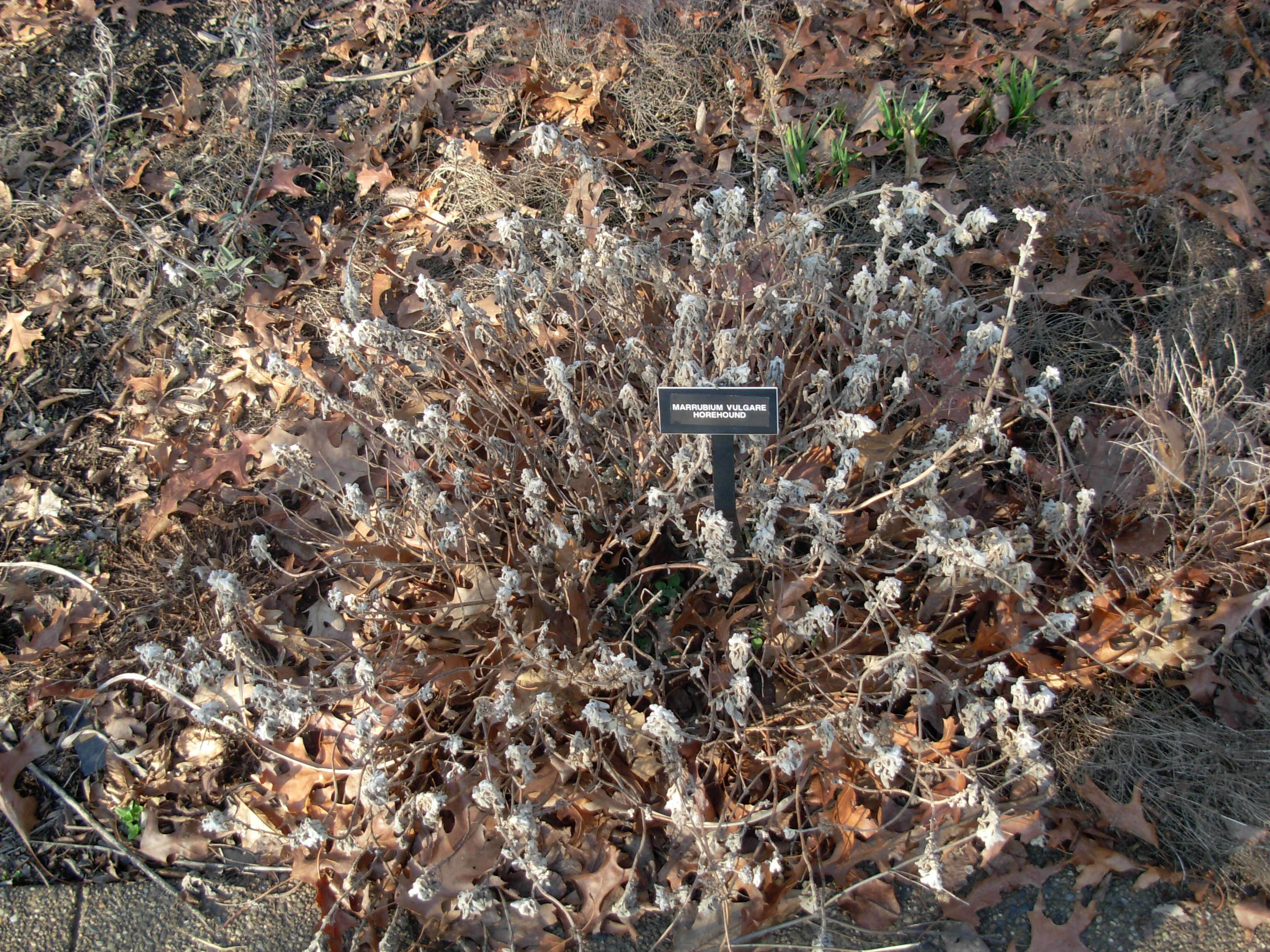 Image of horehound