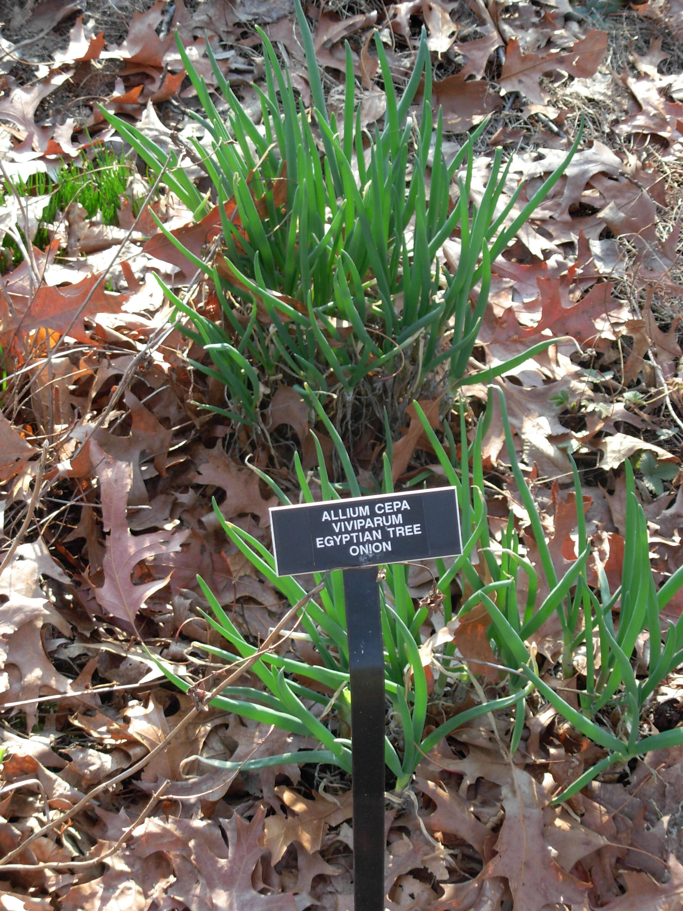 Image of garden onion