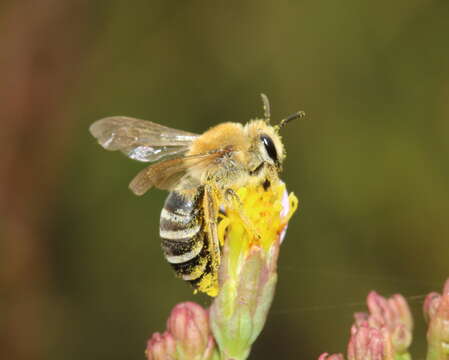 Imagem de Colletes halophilus Verhoeff 1944