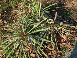 Image of Palma China yucca