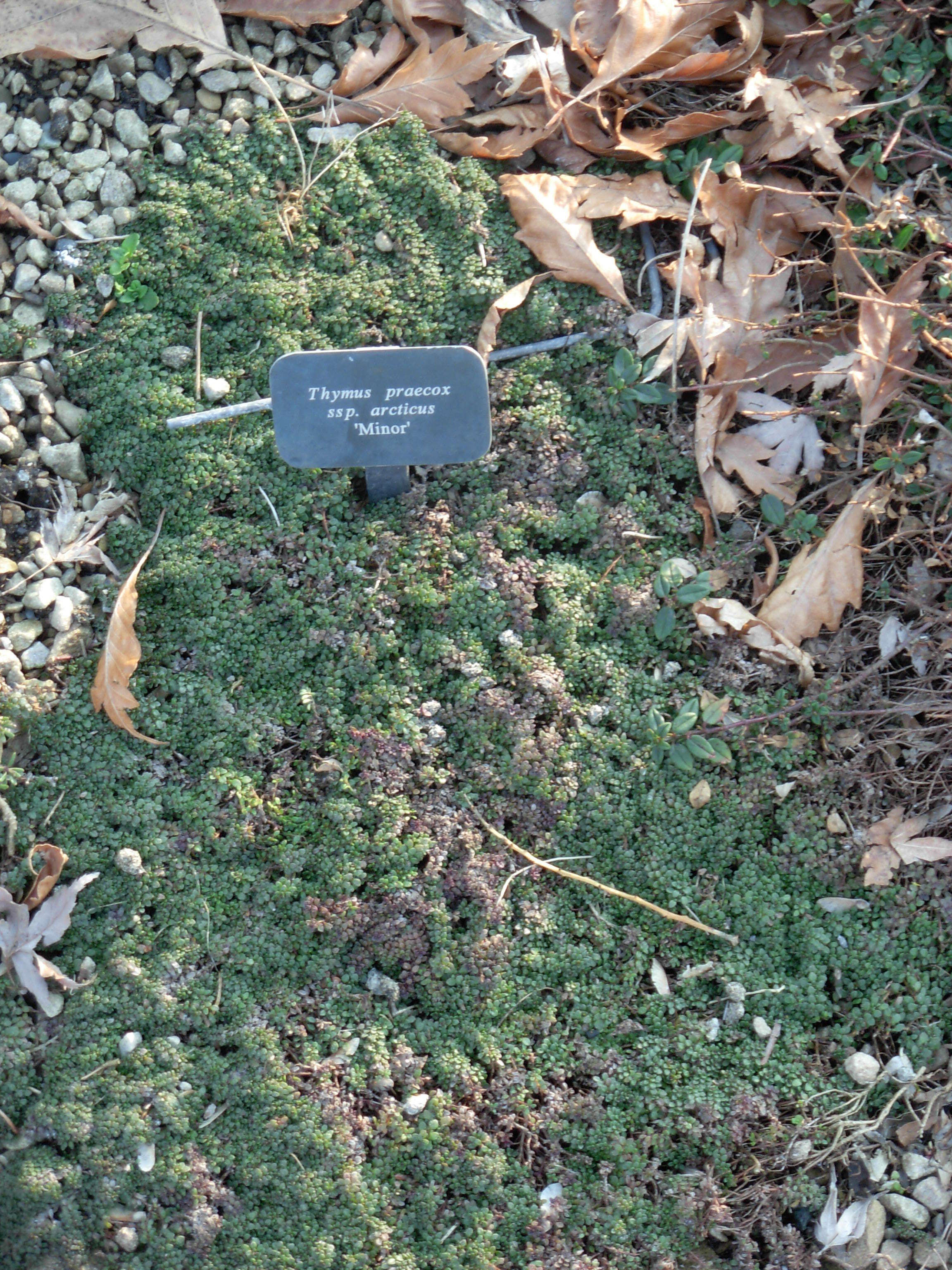 Image of creeping thyme