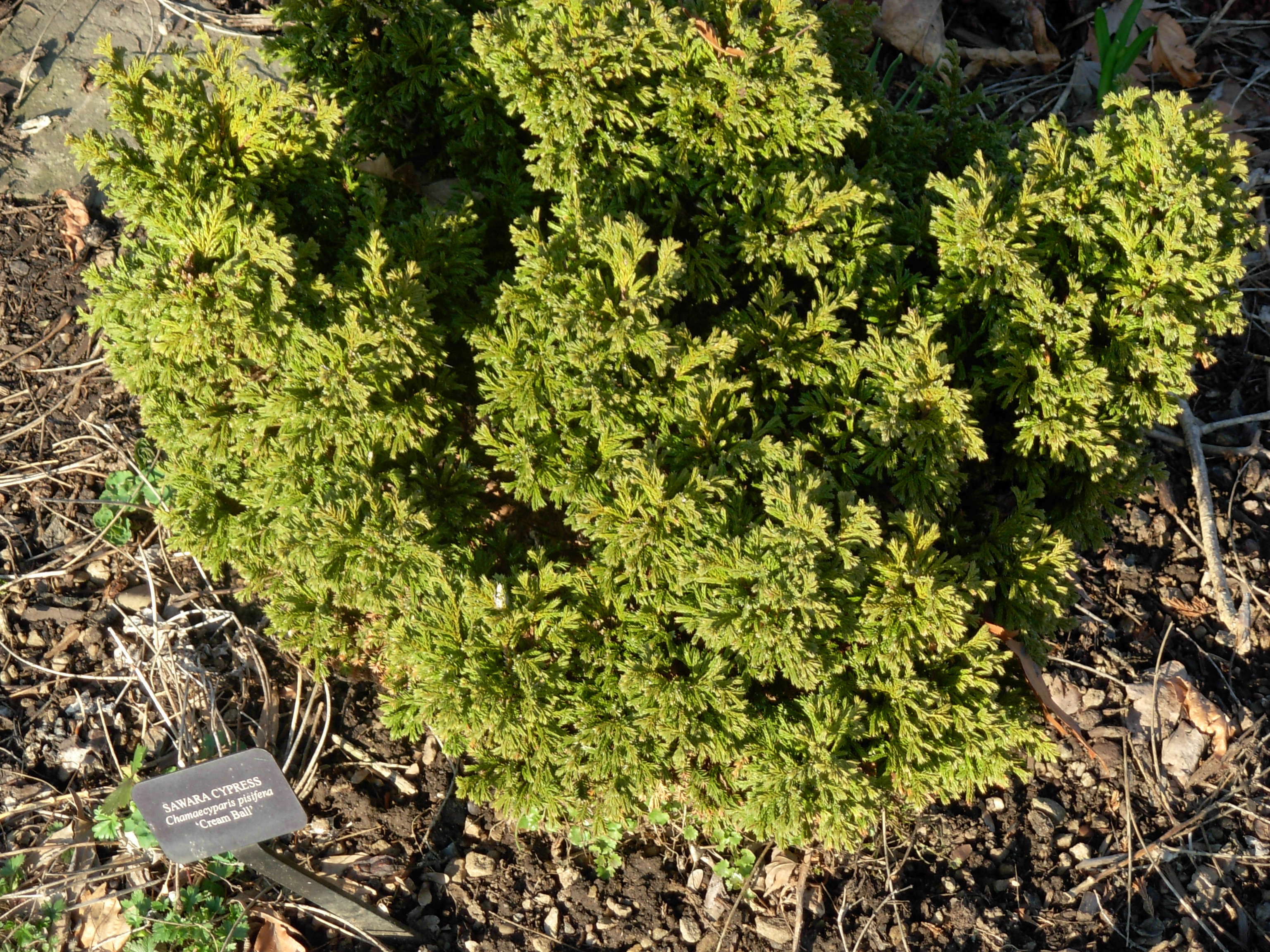 Image of Sawara Cypress