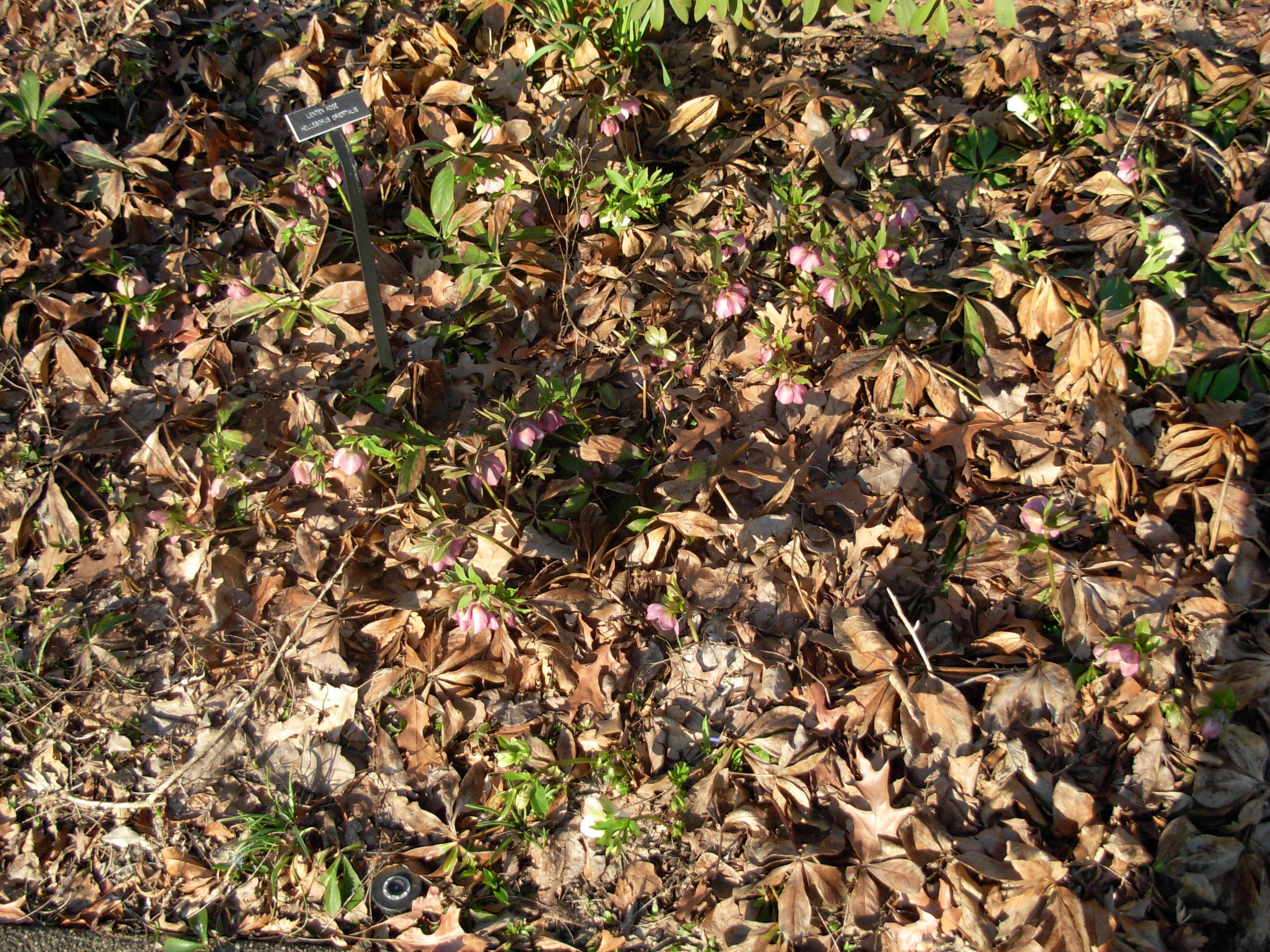 Image of lenten-rose