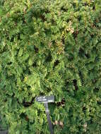 Image of Taxus × media