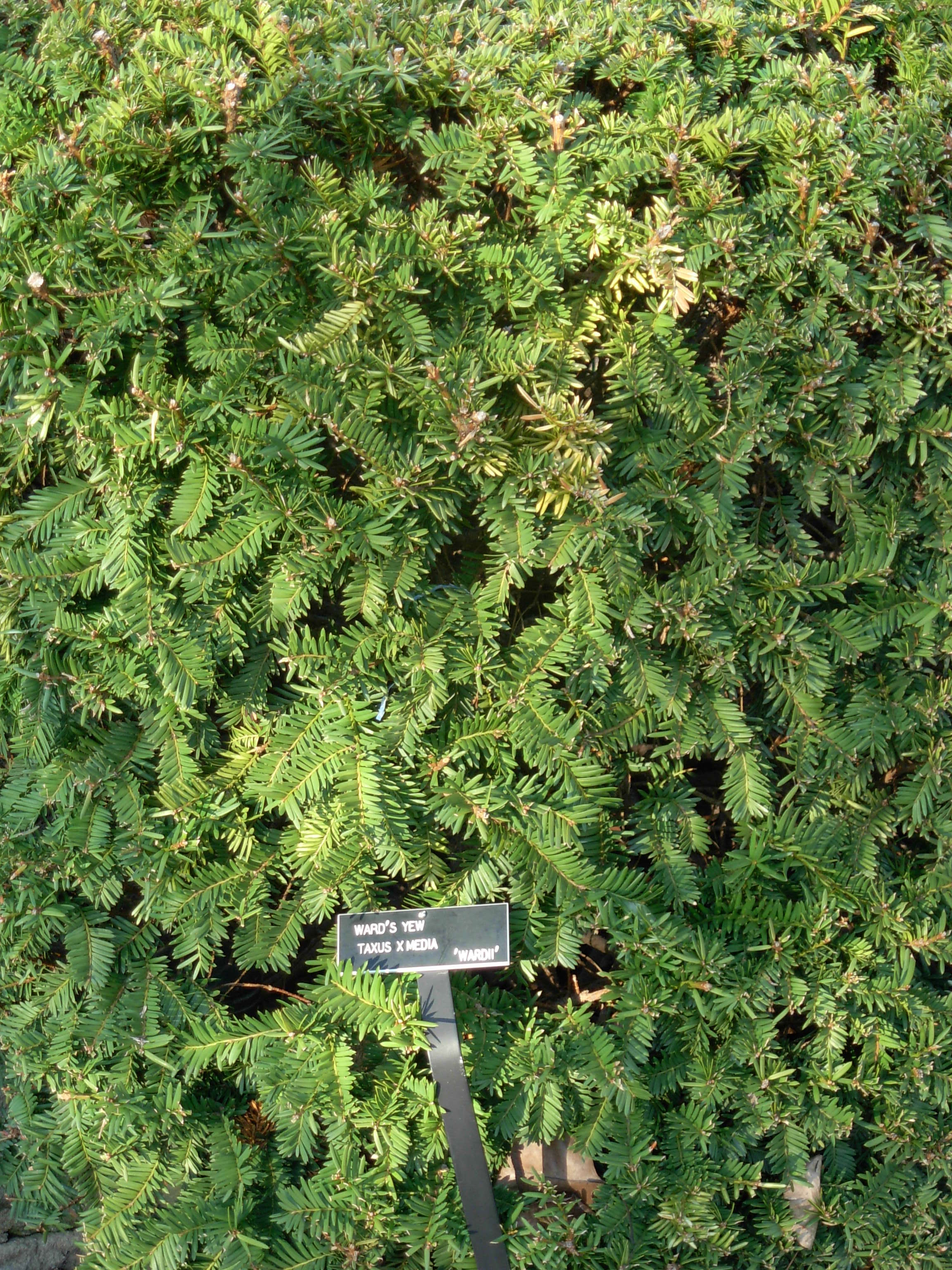 Image of Taxus × media