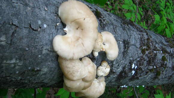 Image of Pleurotus populinus O. Hilber & O. K. Mill. 1993