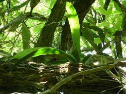 Image of Anthurium schlechtendalii subsp. schlechtendalii