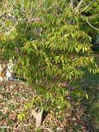 Image of mountain laurel