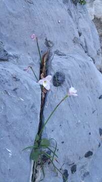 Imagem de Zephyranthes lindleyana Herb.