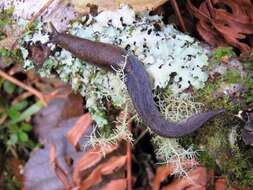 Prophysaon foliolatum (A. Gould 1851) resmi