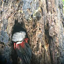 Image of Crimson-bellied Woodpecker