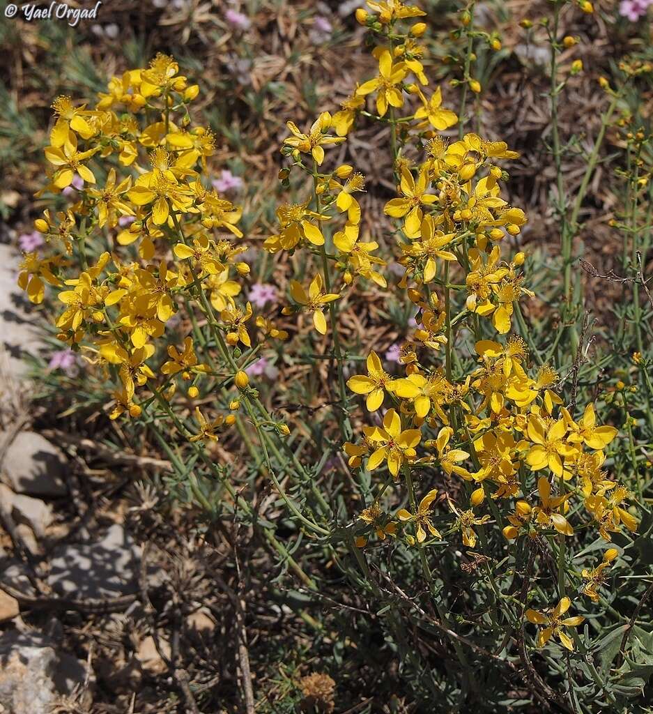 Sivun Hypericum libanoticum Robson kuva