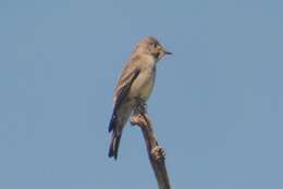 Image of Contopus sordidulus veliei Coues 1866