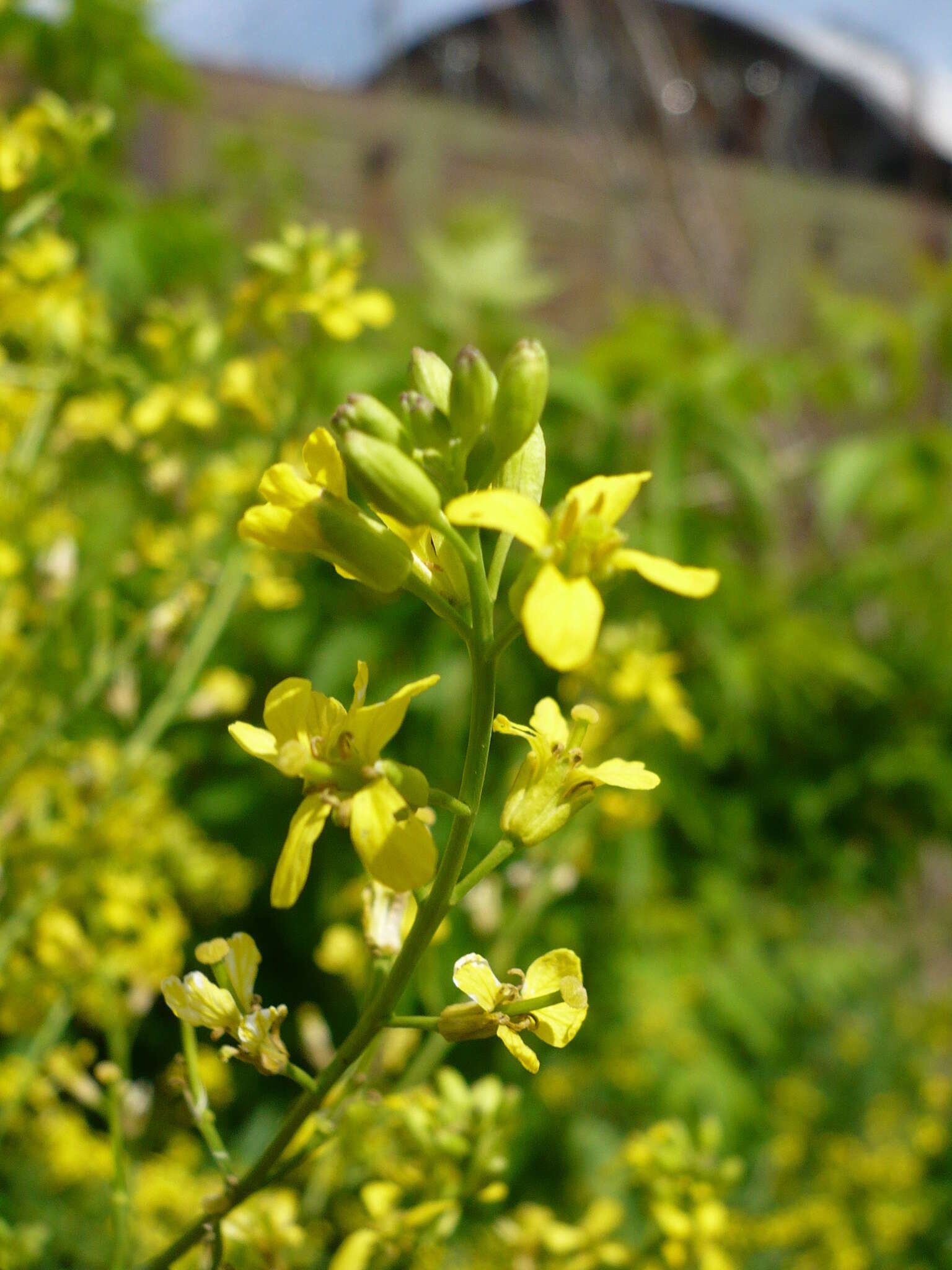 Image of Russian Mustard