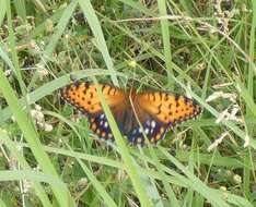 Image of Regal Fritillary