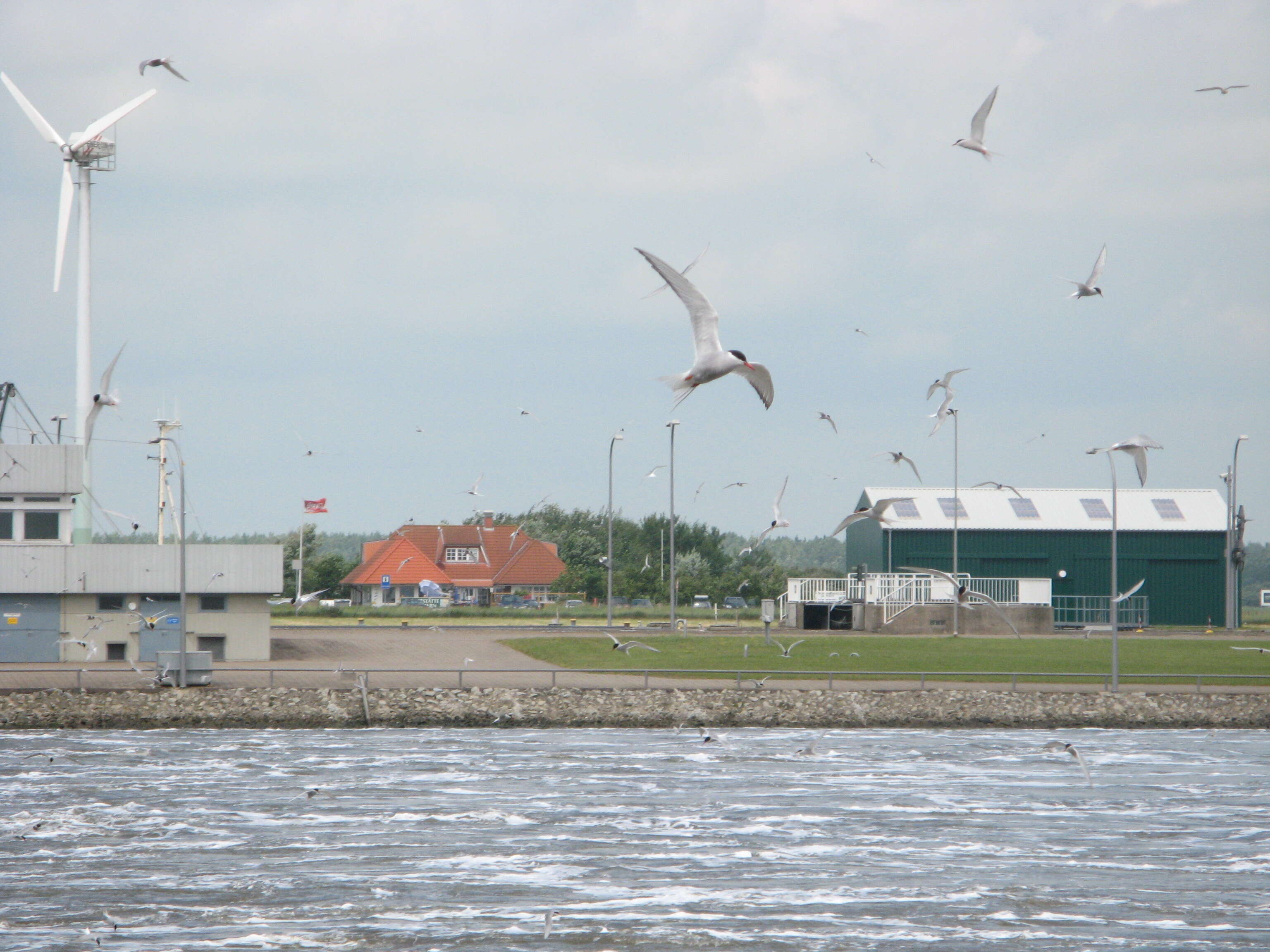 Image of Arctic Tern