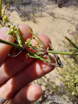 Image of Adenogramma glomerata (L. fil.) Druce