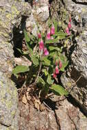 Image of Digitalis thapsi L.