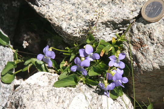 Image of dog violet