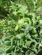 Image of blue hound's tongue