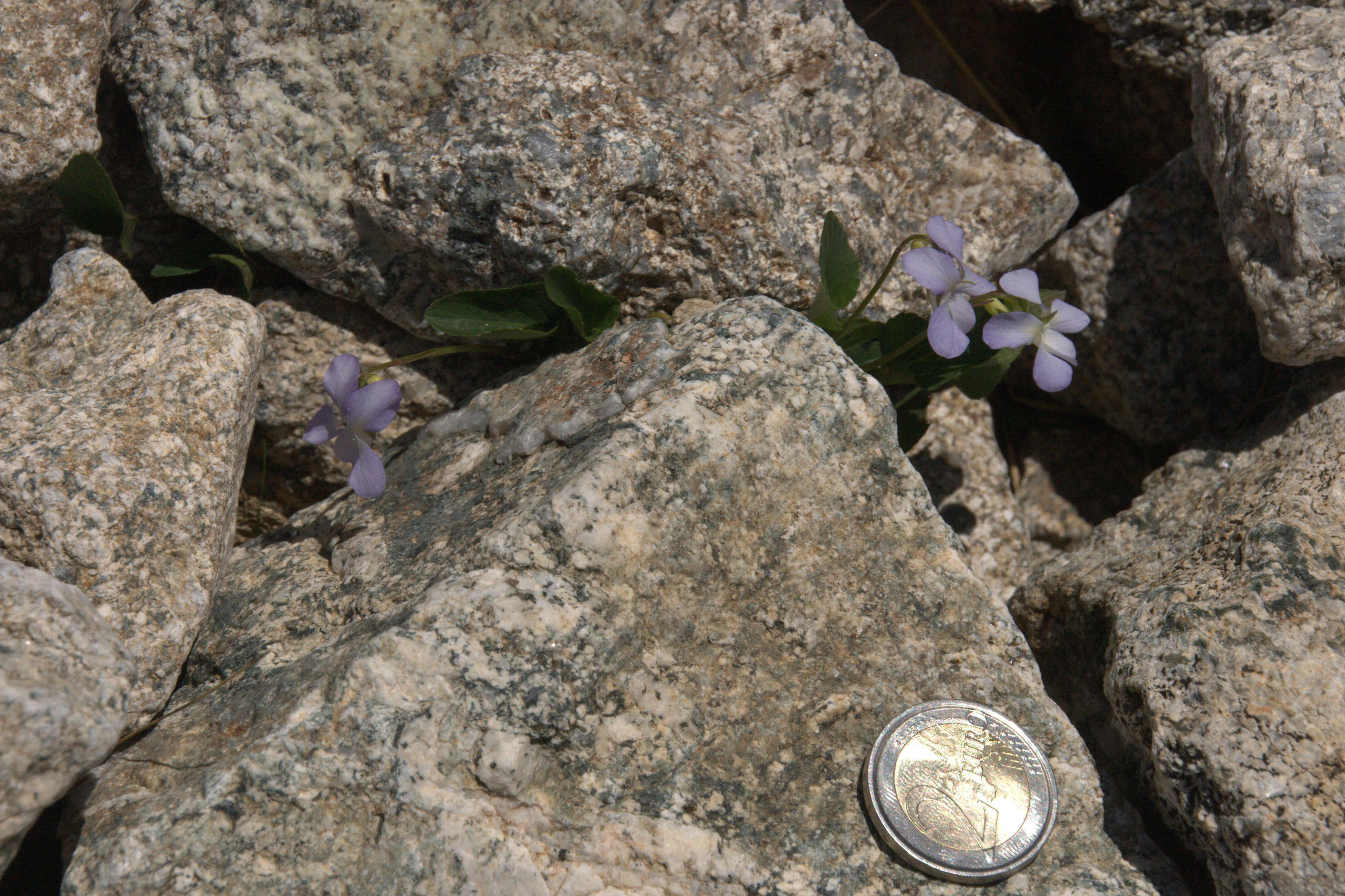 Image of dog violet