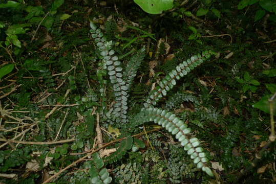 Image de Pellaea rotundifolia (G. Forst.) Hook.