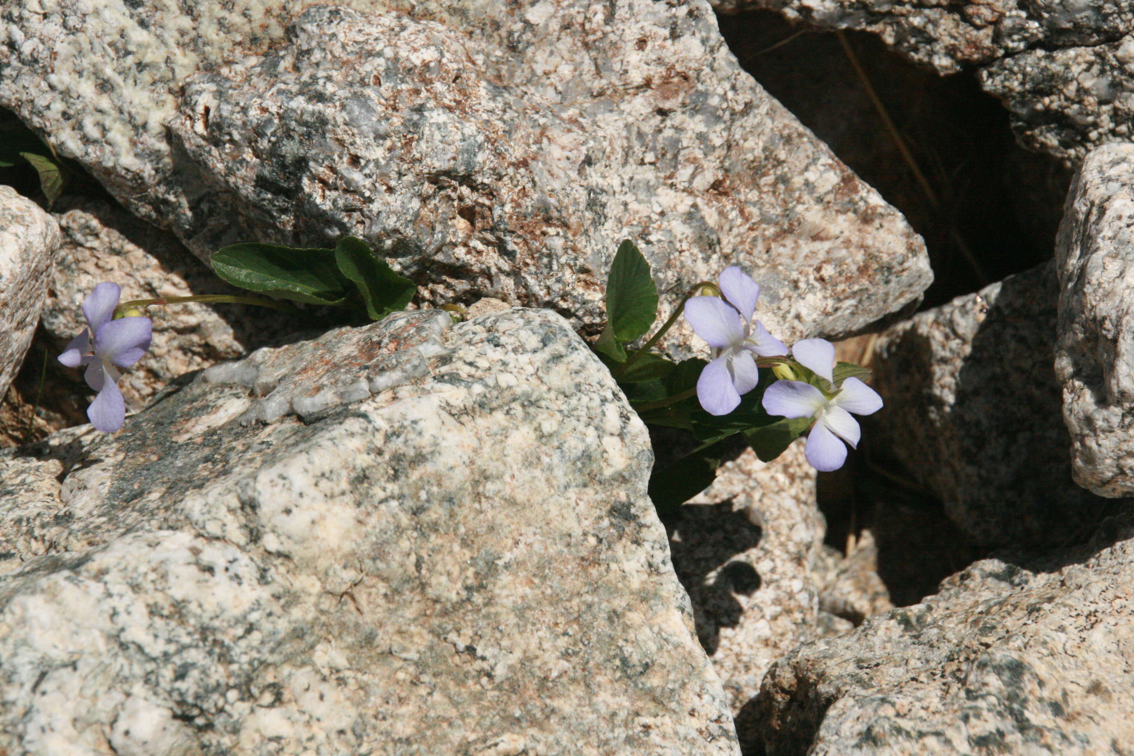 Image of dog violet