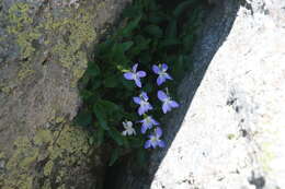 Image of dog violet