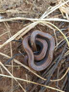 Image of Common Slug Eater