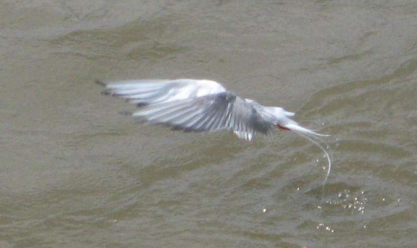 Image of Arctic Tern