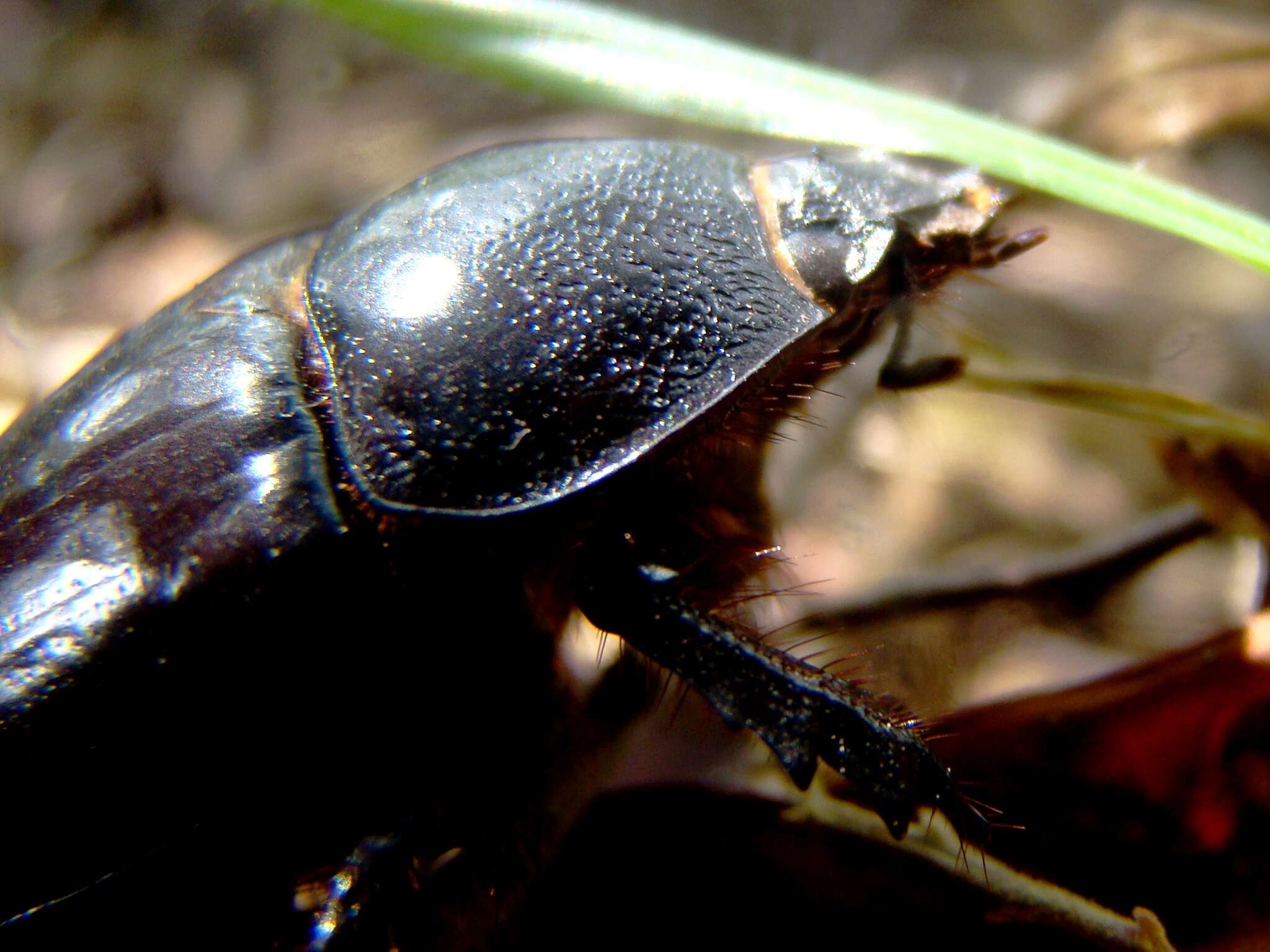 Imagem de Heterogomphus dilaticollis Burmeister 1847