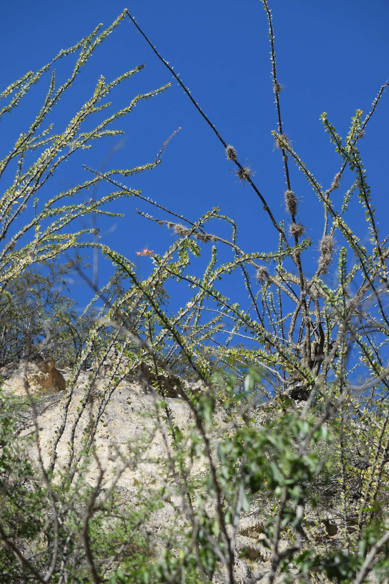 Imagem de Fouquieria splendens subsp. breviflora Henrickson