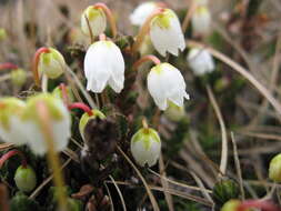 Image of white arctic mountain heather