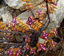 Image of Crassula rupestris subsp. rupestris