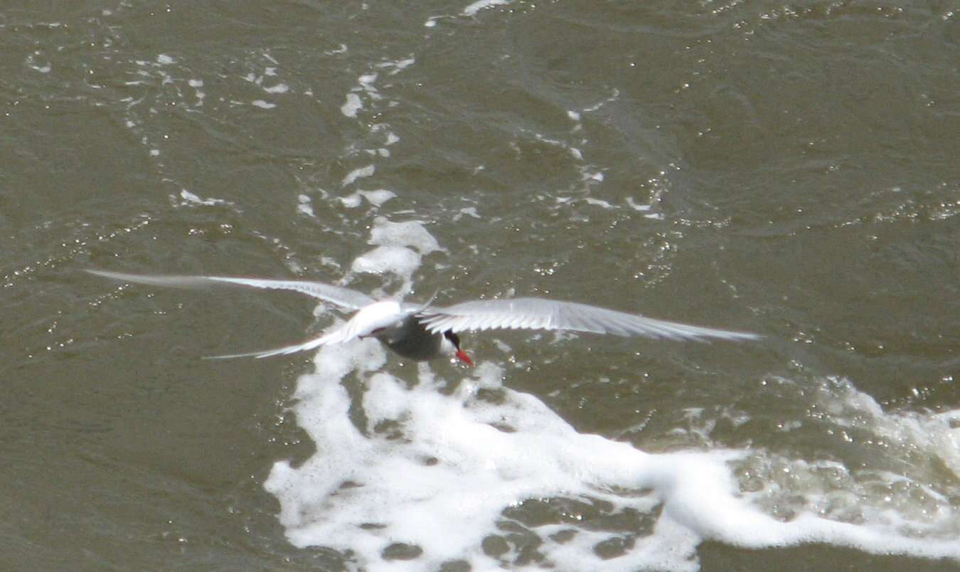 Image of Arctic Tern