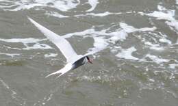 Image of Arctic Tern