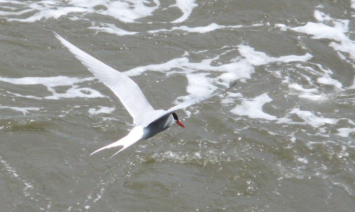 Image of Arctic Tern