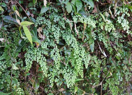 Image of Adiantum monochlamys Eat.